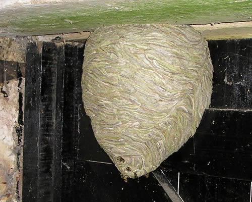 wasps nests Greenwich